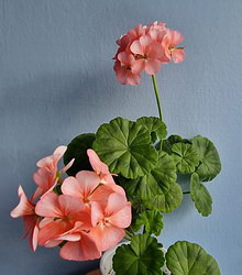 Теодор Рётке. Герань