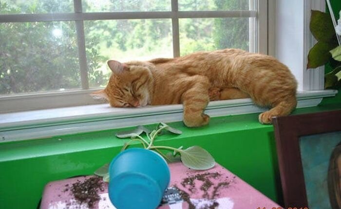 Незадачливый охотник