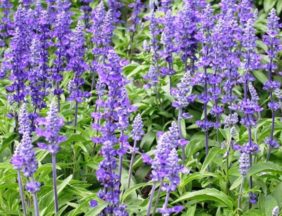 Мимо Ходом - с кукишем в кармане...