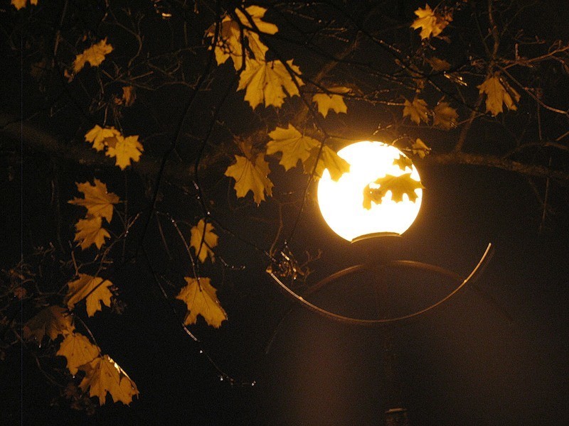 Гуляка ветер