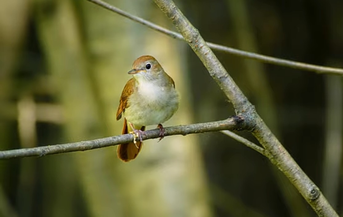 Мозаика Пространства - за окном чириканье...