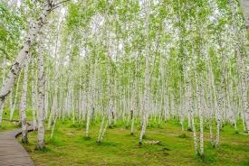 Время разводит весенние краски...