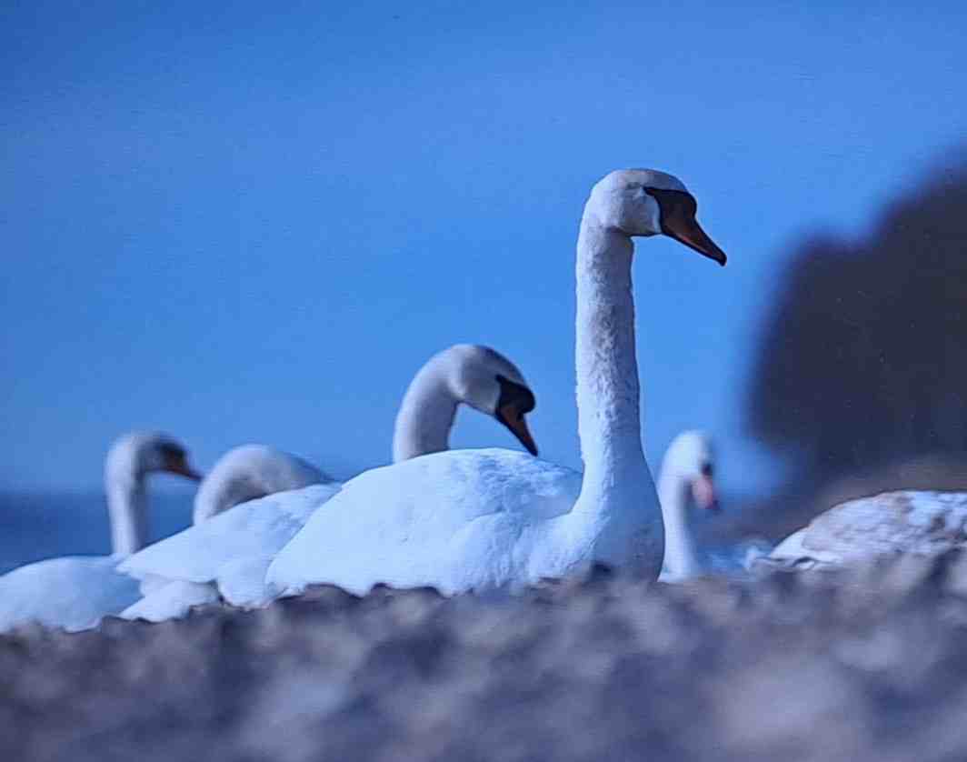 Дух весны (Тамилора) / Стихи.ру