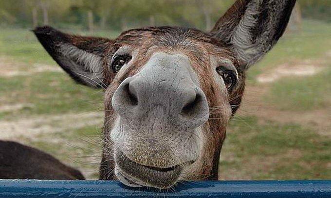 Почему так печальны глаза у ослов?