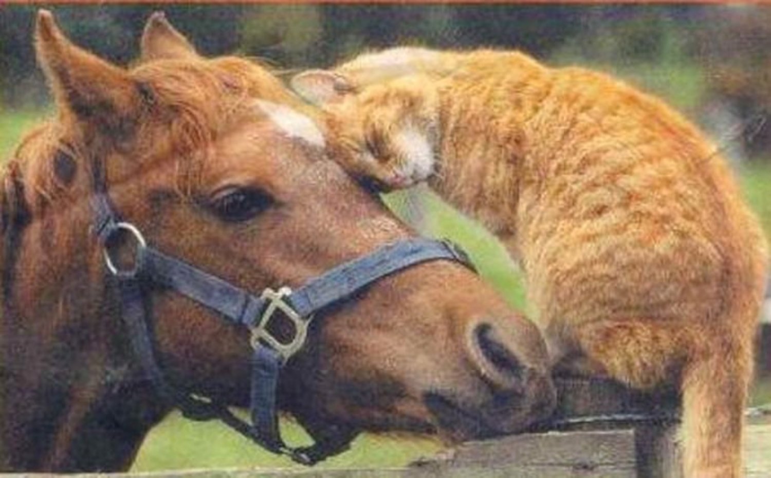 #cat #horse Horses, Animals, Cat vacation