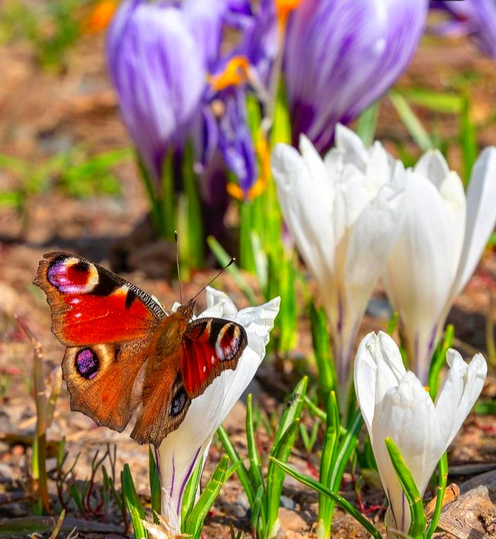 Весна пришла