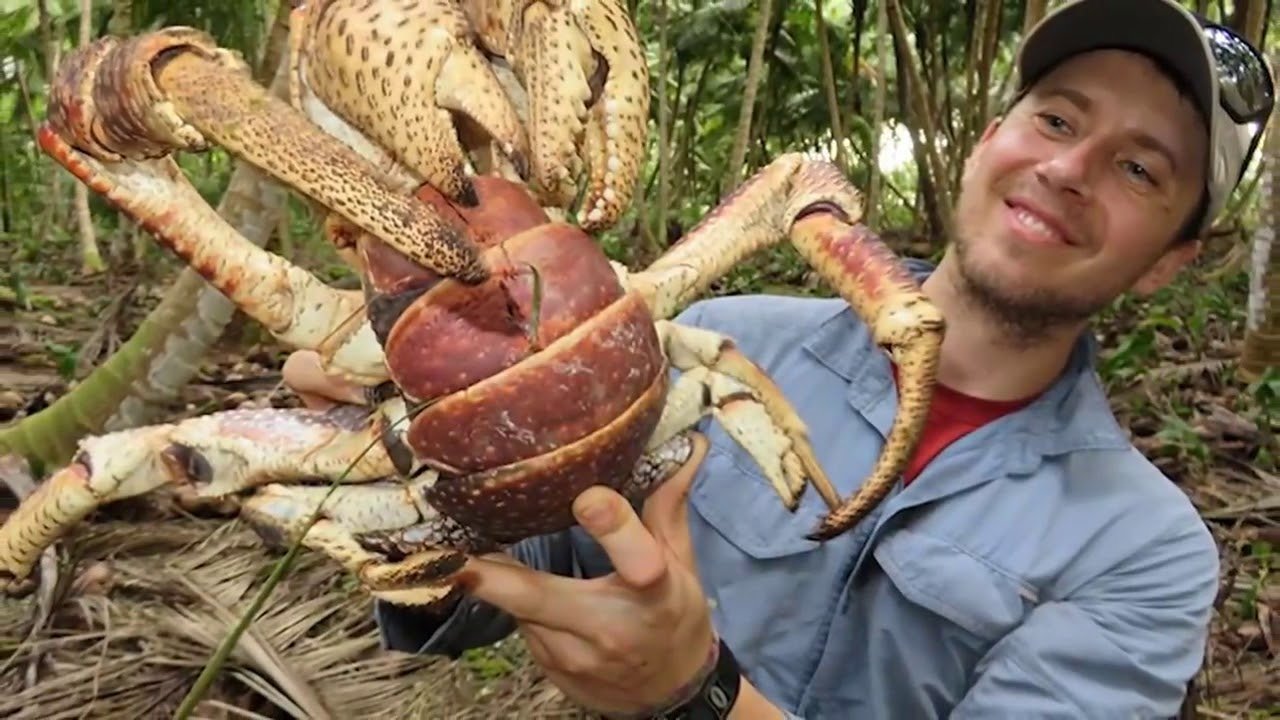 Кокосовый краб