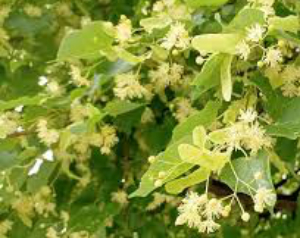 Цвет набирает липа