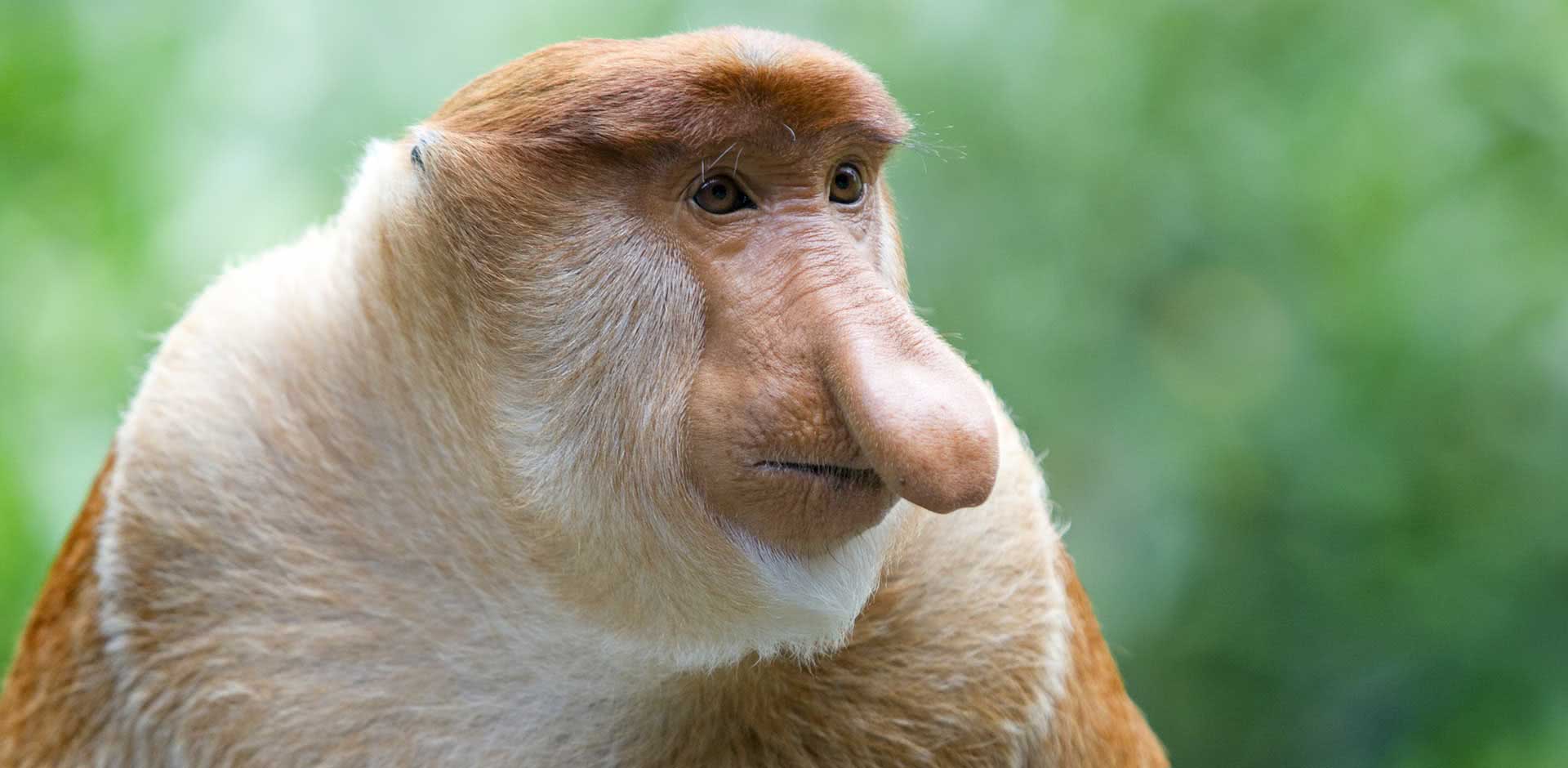 Хоботковая обезьяна