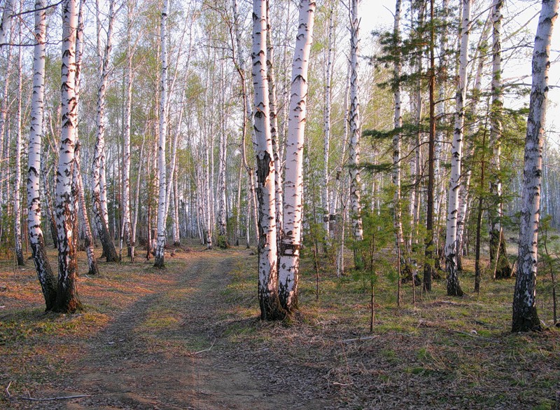 Солнца лучами разбуженный лес (Любовь Наливайко) / Стихи.ру