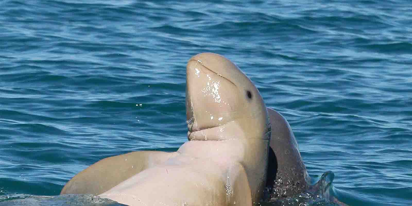 Дельфины Иравади