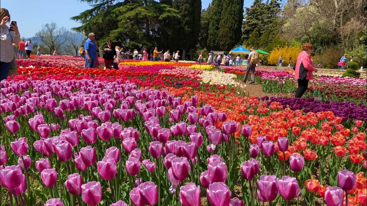 Купить Тюльпаны В Крыму На Авито