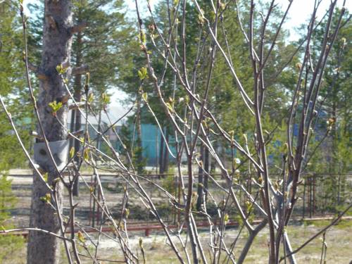 Весна надела чудо платье.. (Валентин Манухин) / Стихи.ру