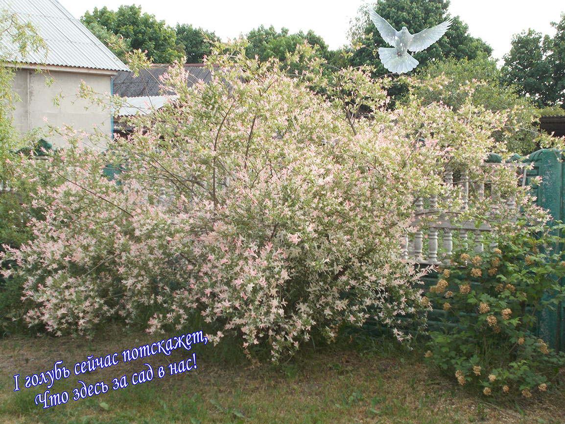 В тоне бо навыть Тони