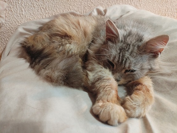 2024г. Ты то со мной, то без меня. 1017с