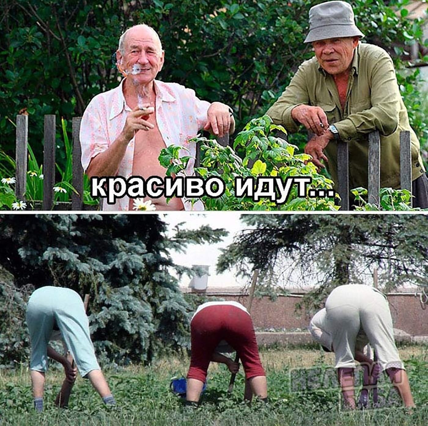 Веселые Дачники Картинки
