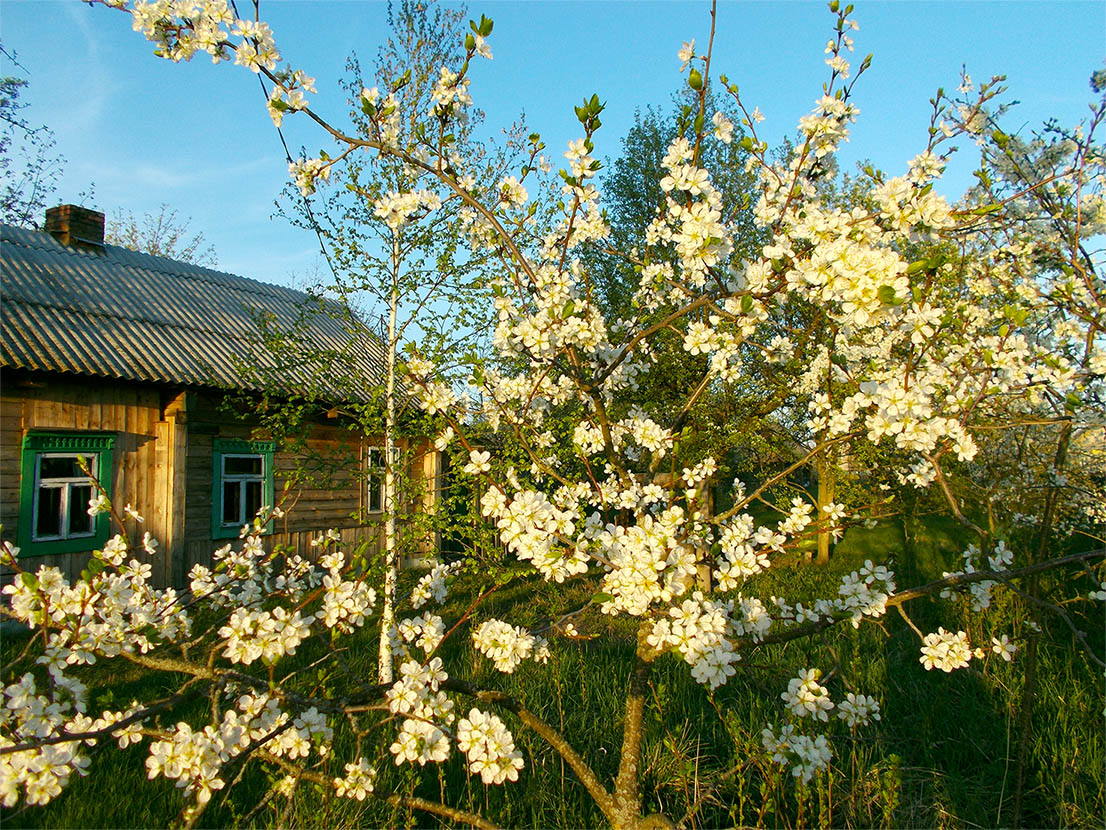И я но сив обедаць!