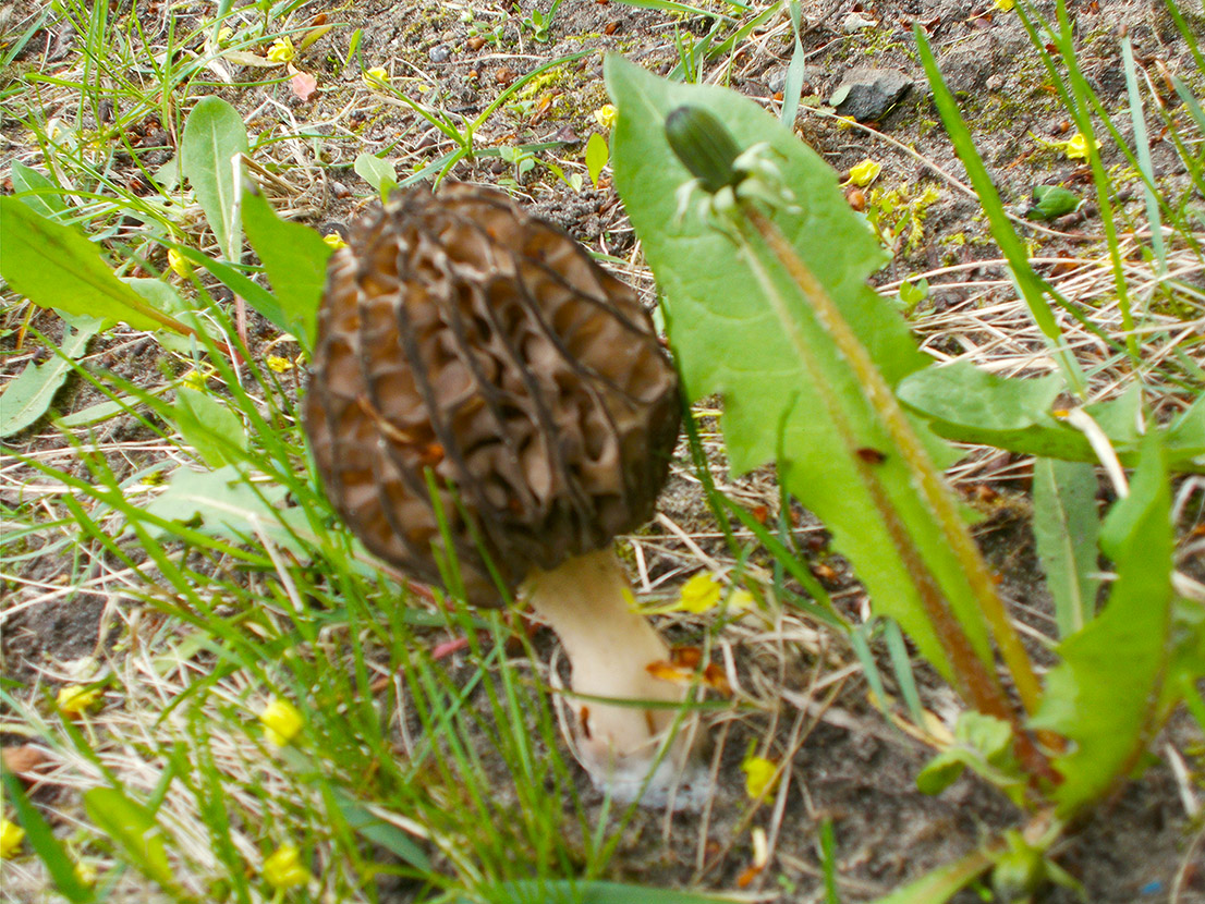 Глаз в телевизоры ж