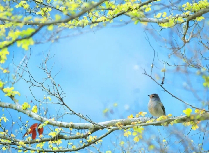 В восхитительном наряде