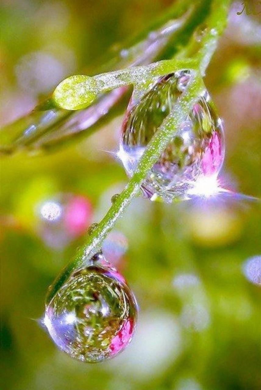 Капельки росы