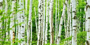 Берёзки наряжаются