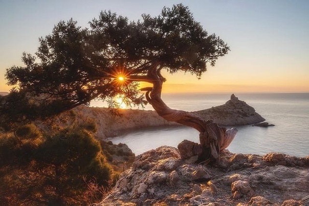 Можжевеловая роща (Любовь Улуру) / Стихи.ру