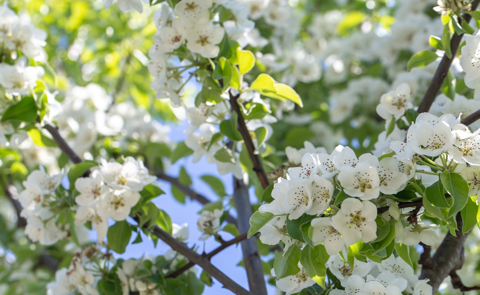 Яблони цветут (Наталья Ивановна Пчелкина) / Стихи.ру