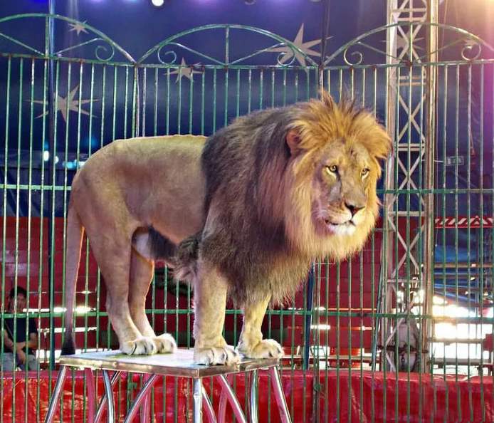 Маленький зверь