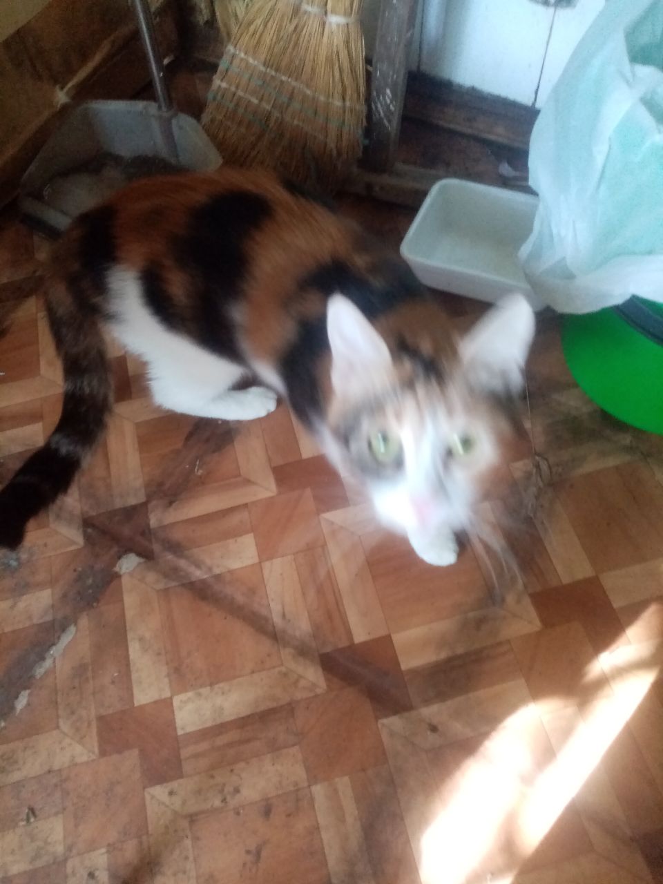 Слёзы кошки Мормыськи