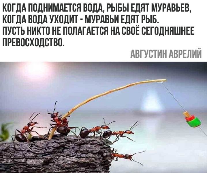 Когда поднимается вода муравьи едят рыб. Карась нерестится. Когда рыба поднимается. Рыбы едят муравьев когда вода. Когда поднимается вода рыбы едят муравьев.