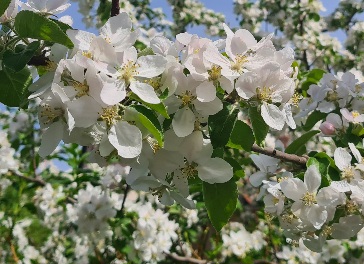 Весна всех обняла теплом