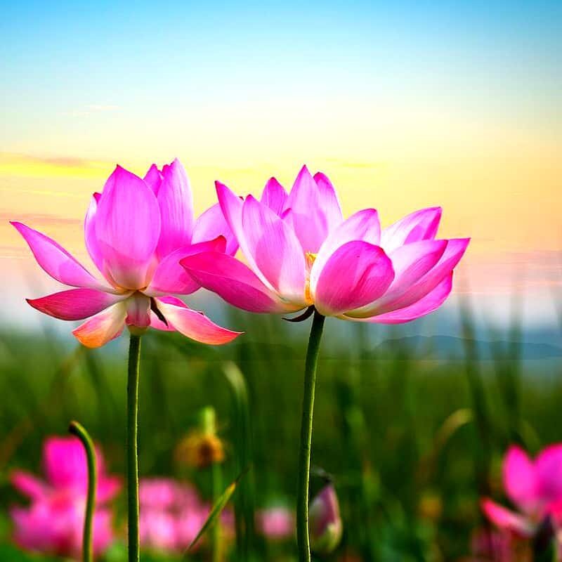 Наступила Эра Живого Слова