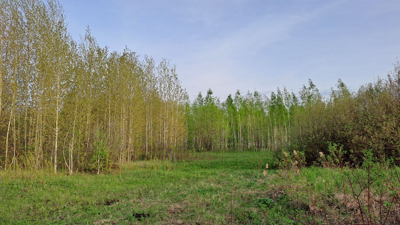 Тяга вальдшнепа