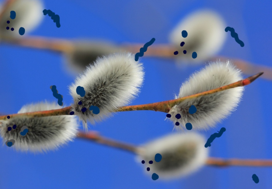 Цыплята вербы...