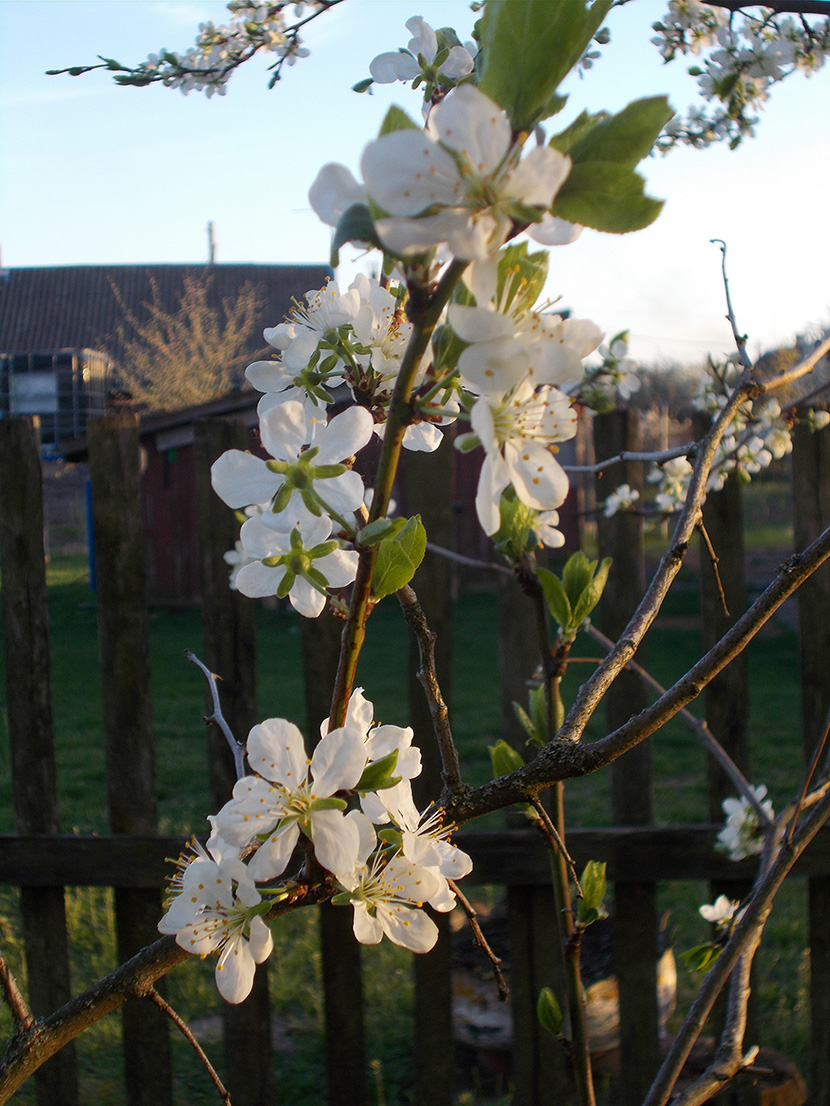 Начихай пойди на Звёзды