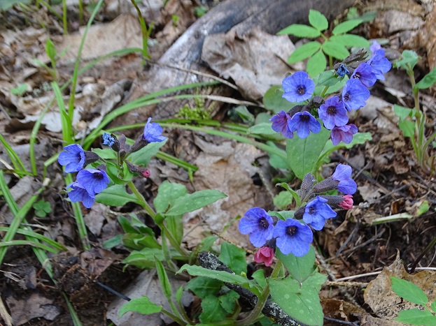 2024г. Со мною жить не захотела. 1036