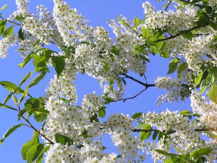 Черемуховые холода