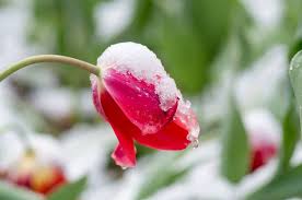 Тюльпан под снегом