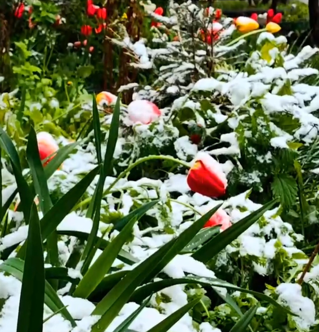 Выпал первый майский снег