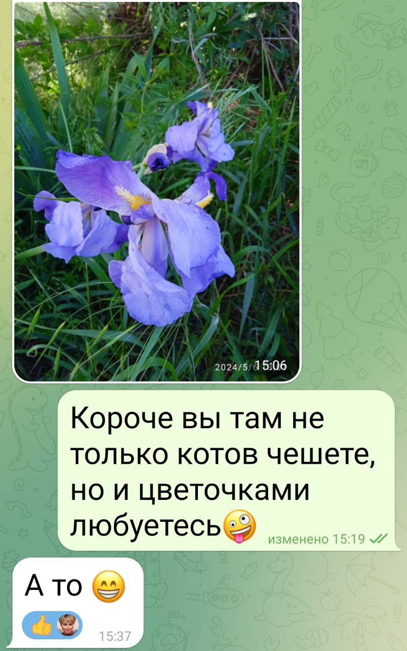 О котах и цветах