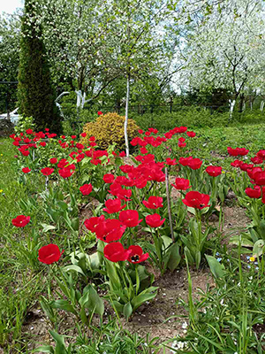 Красные тюльпаны