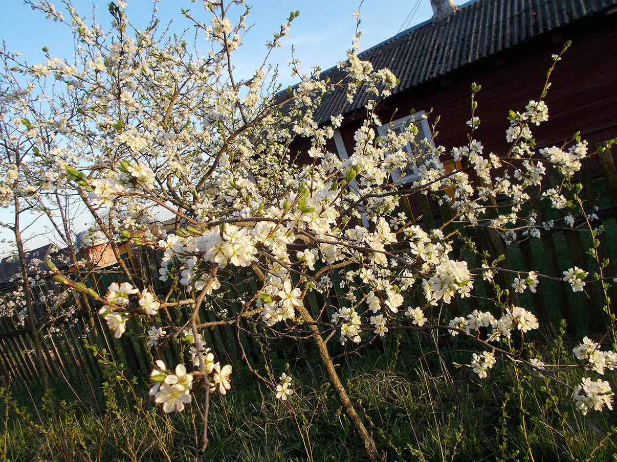 Эj, tам во! Даю косу!