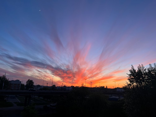 Папараць-кветка