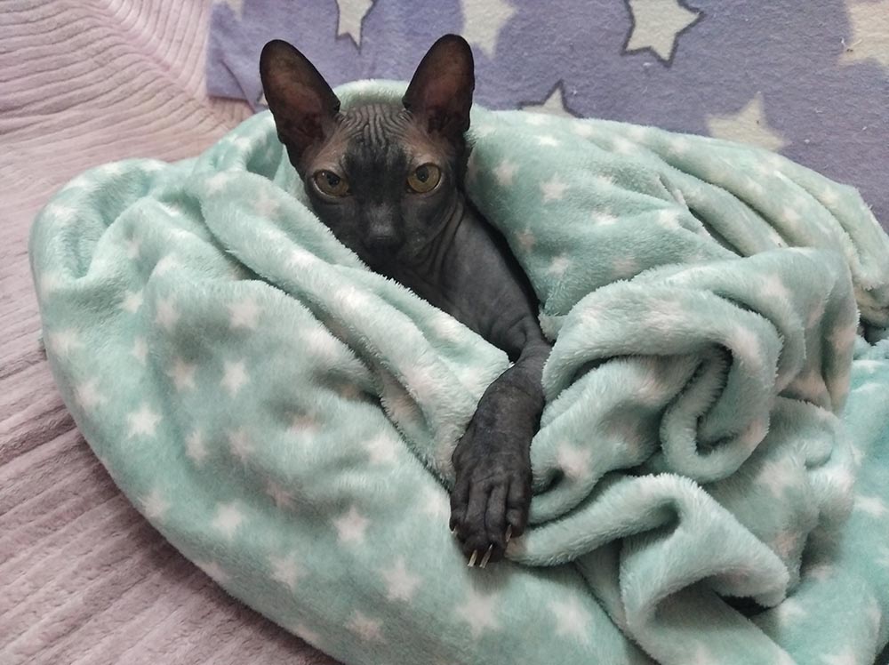 Червяк, Винтик, Вениамин