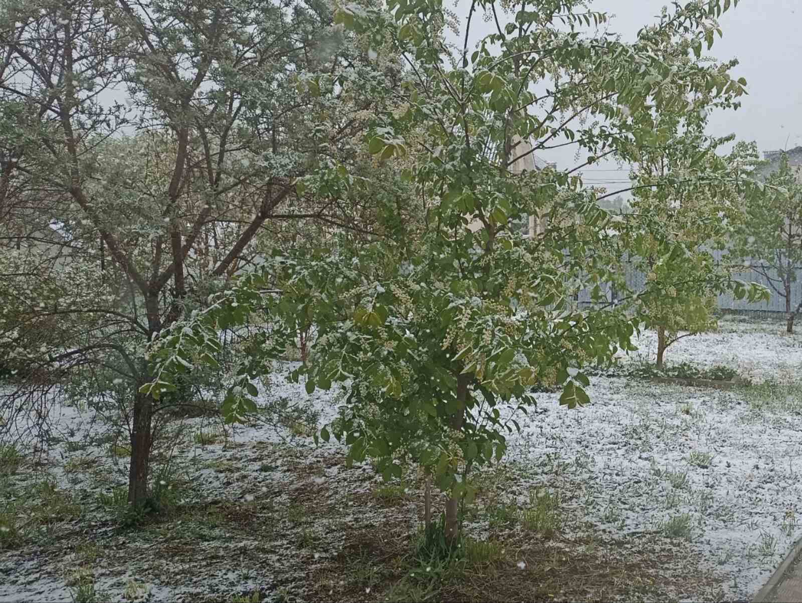 Майский снег