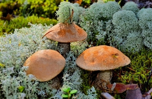 Виктору Седому 3 рецензия на Времена года