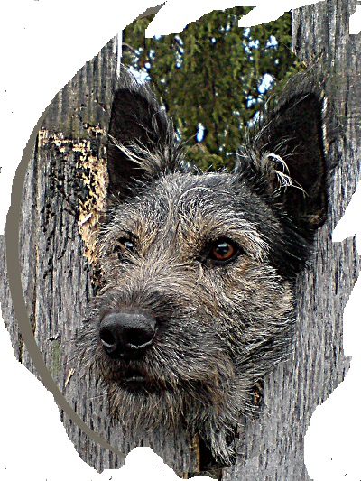 ВЕДЬ НА ТО ОН И ПЕС