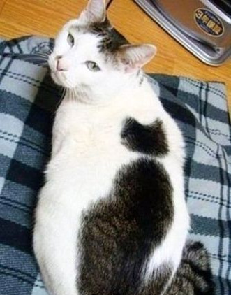 Последний рыцарь