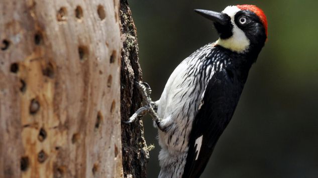 Осень Стихиры