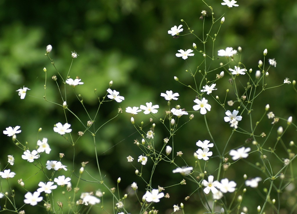 Мелкие цветы белые луговые. Гипсофила белая луговая. Мелкие белые полевые цветы. Гипсофила (качим) ползучая. Полевые цветы.